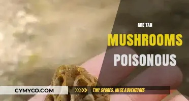 Exploring the Edibility of Tan Mushrooms: A Comprehensive Guide