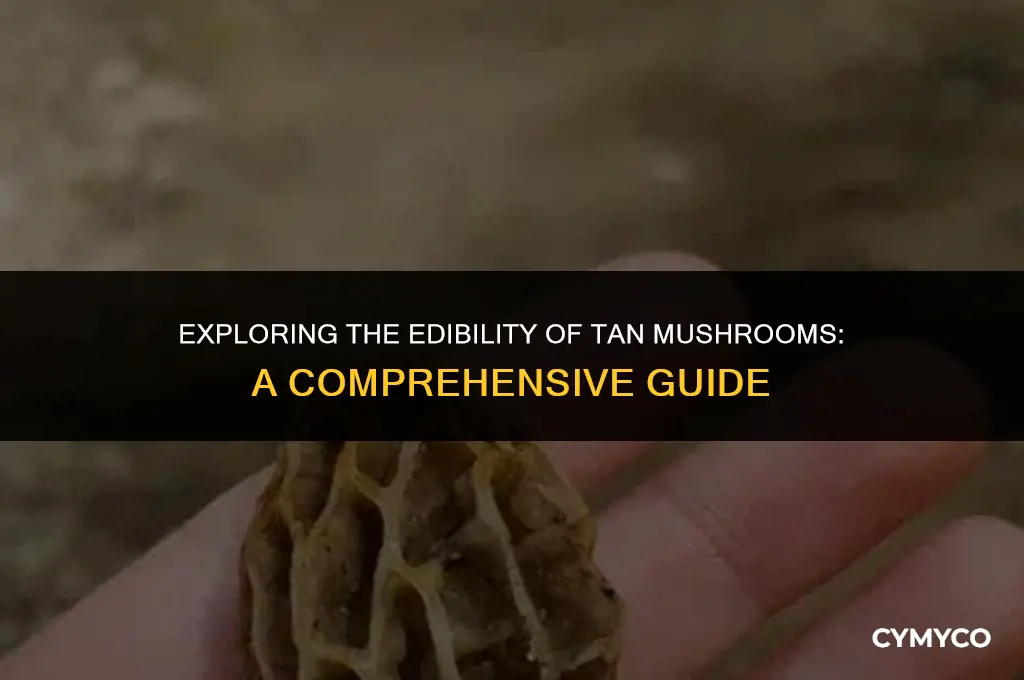 are tan mushrooms poisonous