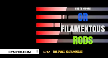 Are TB Hyphae or Filamentous Rods? Unraveling Mycobacterium Tuberculosis Structure