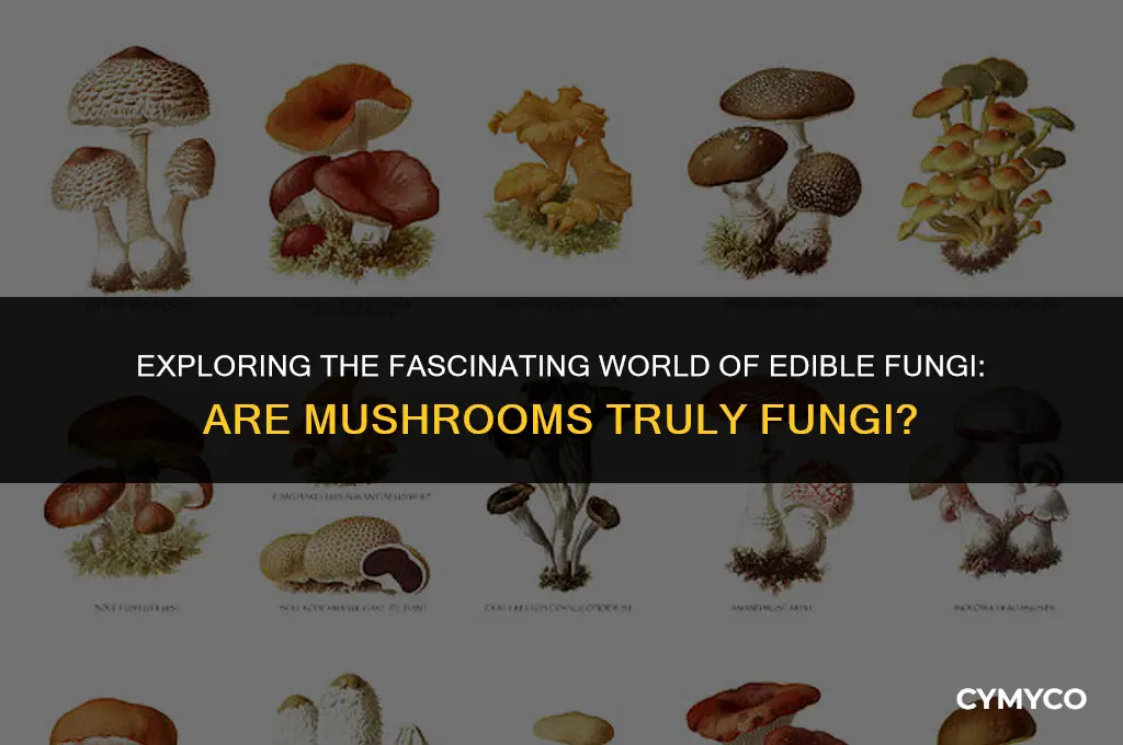 are teh mushrooms we eat considered fungi