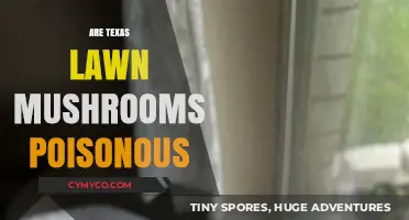 Toxic or Harmless? A Guide to Texas Lawn Mushrooms