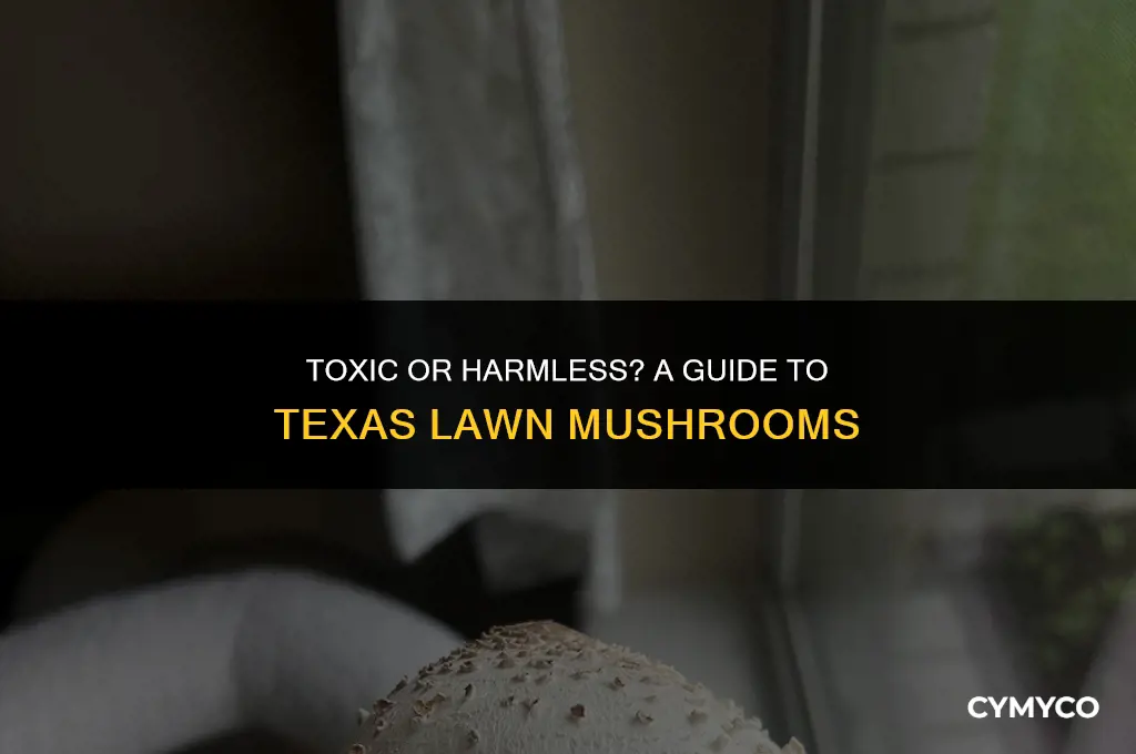 are texas lawn mushrooms poisonous
