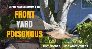 Toxic or Tasty? Identifying Giant Mushrooms in Your Front Yard