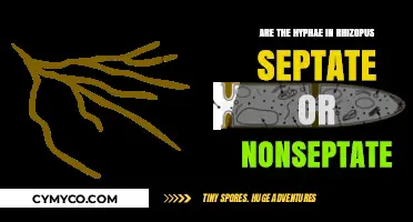 Rhizopus Hyphae Structure: Septate or Nonseptate? Unraveling the Fungal Mystery