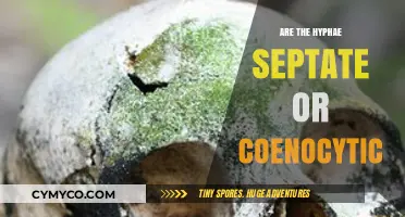 Septate vs. Coenocytic Hyphae: Understanding Fungal Structure and Function