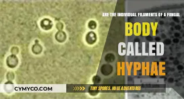 Understanding Fungal Anatomy: Are Hyphae the Building Blocks of Fungi?