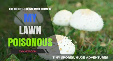 Identifying Lawn Mushrooms: Are Little Brown Ones Poisonous?