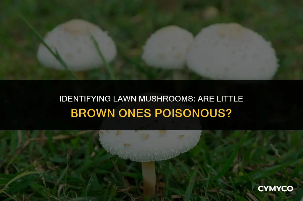 are the little brown mushrooms in my lawn poisonous