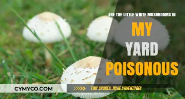 Identifying Poisonous Mushrooms: A Guide for Homeowners