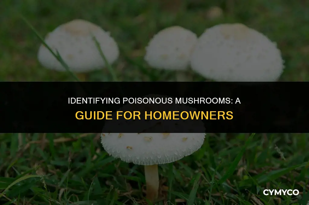 are the little white mushrooms in my yard poisonous