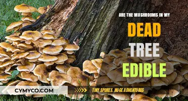 Exploring Edibility: Mushrooms in Dead Trees - A Guide