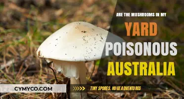 Identifying Poisonous Mushrooms in Australian Yards: A Guide