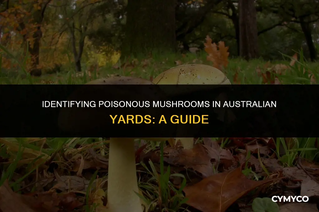 are the mushrooms in my yard poisonous australia