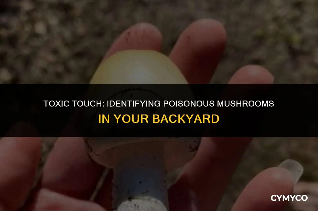 are the mushrooms in my yard poisonous to touch