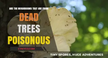Nature's Hidden Dangers: Poisonous Mushrooms Lurking on Dead Trees