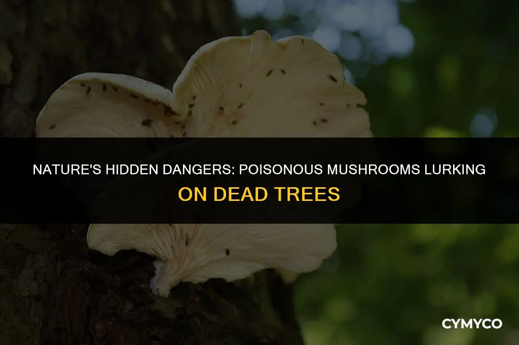 are the mushrooms that are from dead trees poisonous