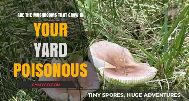 Toxic or Tasty? Identifying Poisonous Mushrooms in Your Backyard