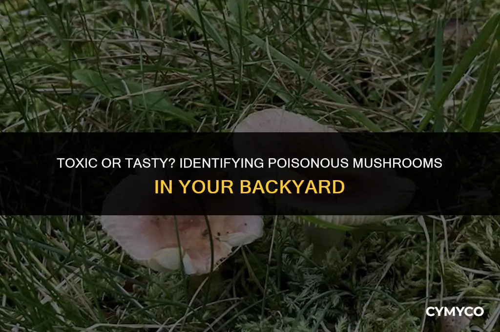 are the mushrooms that grow in your yard poisonous