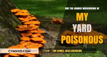 Toxic or Harmless? Identifying Orange Mushrooms in Your Yard