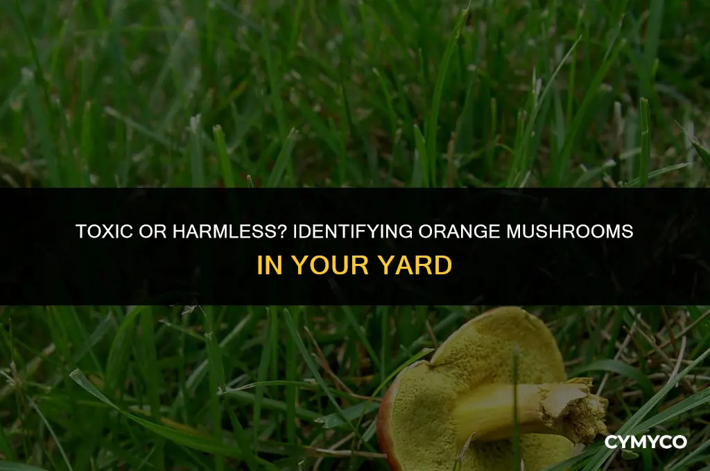 are the orange mushrooms in my yard poisonous