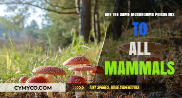 Toxicity in Fungi: Are Mushrooms Equally Poisonous to All Mammals?