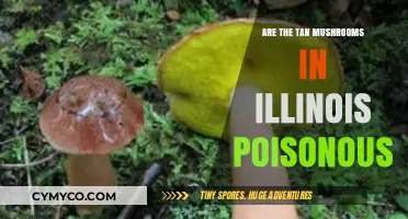 Exploring the Edibility of Tan Mushrooms in Illinois: A Guide