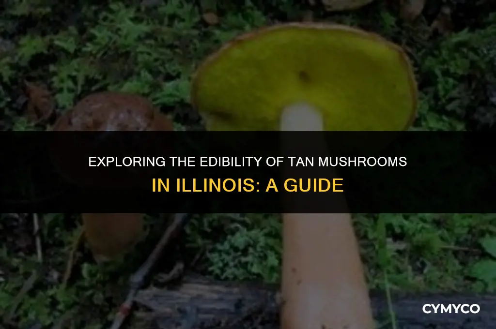 are the tan mushrooms in illinois poisonous