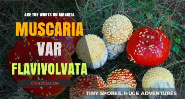 Exploring the Warty Amanita: A Guide to Amanita Muscaria Var. Flavivolvata