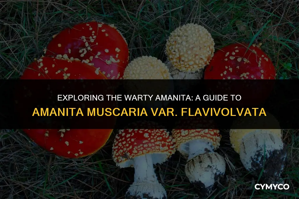 are the warts on amanita muscaria var flavivolvata
