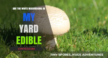 Can You Eat White Yard Mushrooms? A Safety Guide