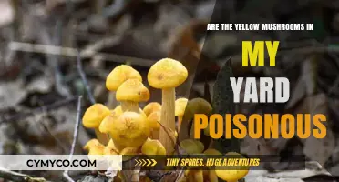 Toxic or Harmless? Identifying Yellow Mushrooms in Your Yard