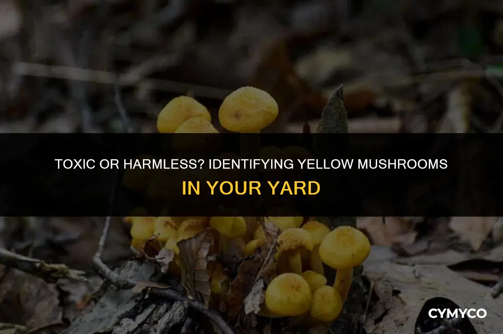are the yellow mushrooms in my yard poisonous