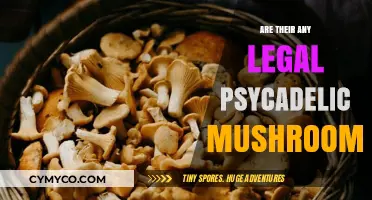 Exploring the Legality of Psychedelic Mushrooms: A Comprehensive Guide