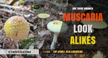 Exploring the Forest: Amanita Muscaria Look-Alikes and Their Dangers