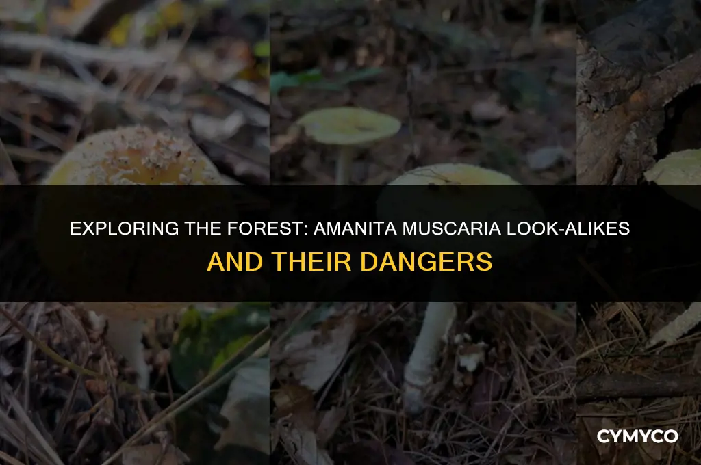 are there amanita muscaria look alikes