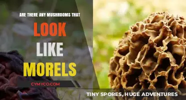 Exploring Nature's Bounty: The Quest for Morel Mushroom Lookalikes