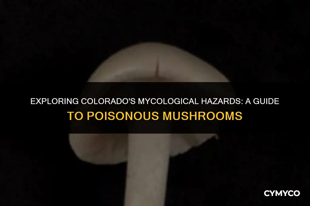 are there any poisonous mushrooms in colorado