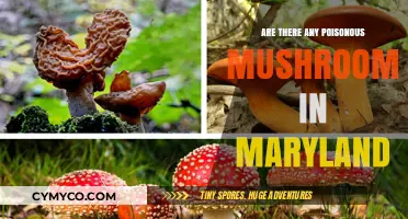 Exploring Maryland's Mycological Hazards: Poisonous Mushrooms to Avoid