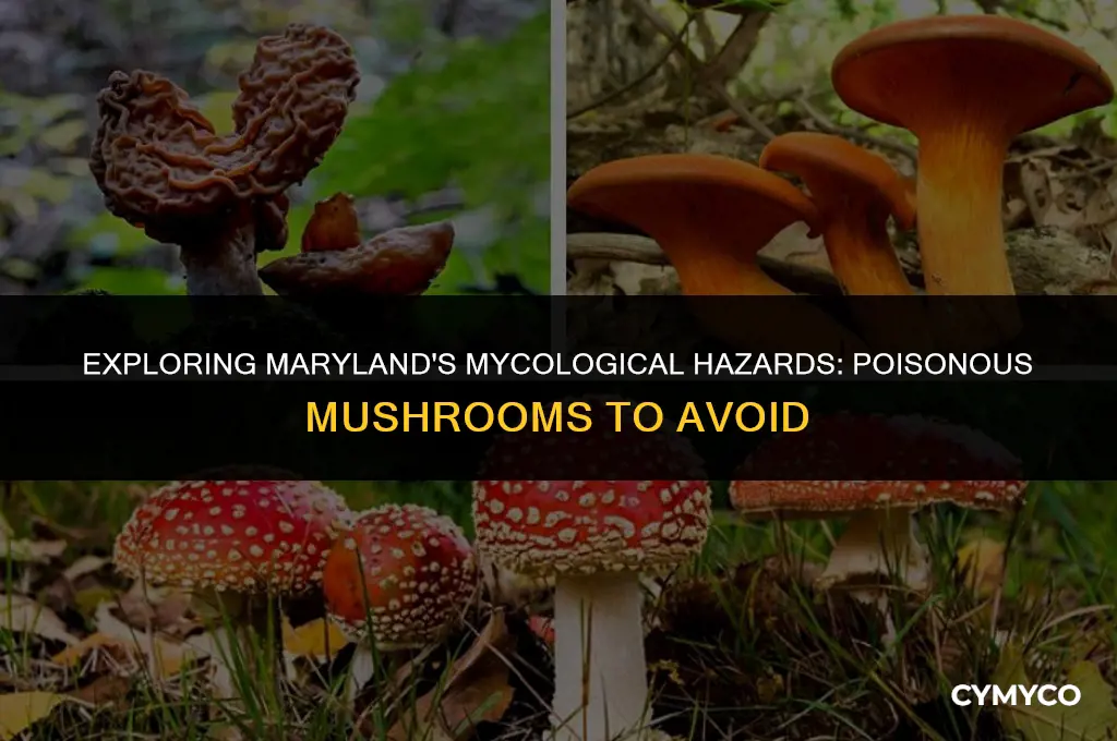 are there any poisonous mushrooms in maryland
