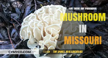 Exploring Missouri's Mycological Hazards: Poisonous Mushrooms to Avoid