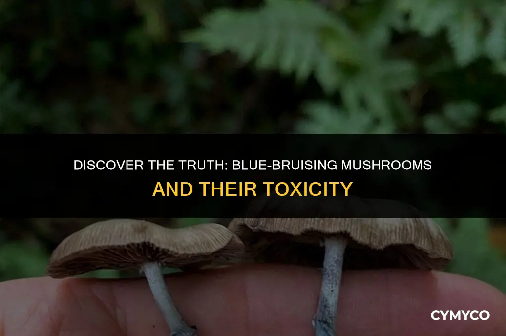 are there any poisonous mushrooms that bruise blue