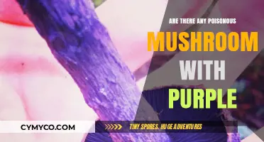 Exploring the Danger: Poisonous Mushrooms with a Purple Hue