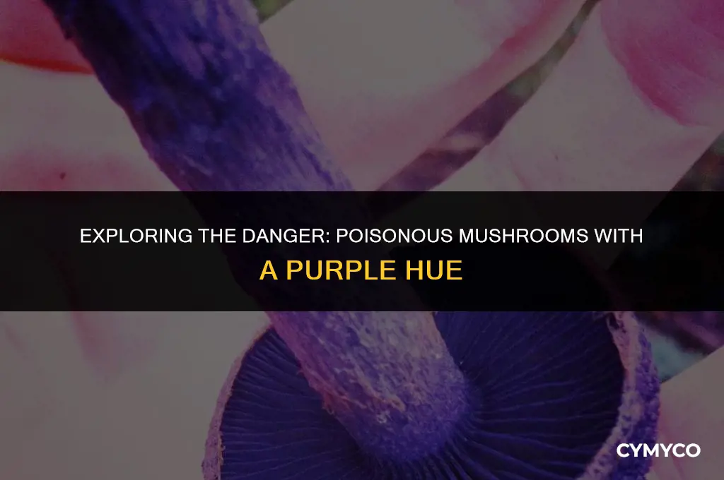 are there any poisonous mushrooms with purple