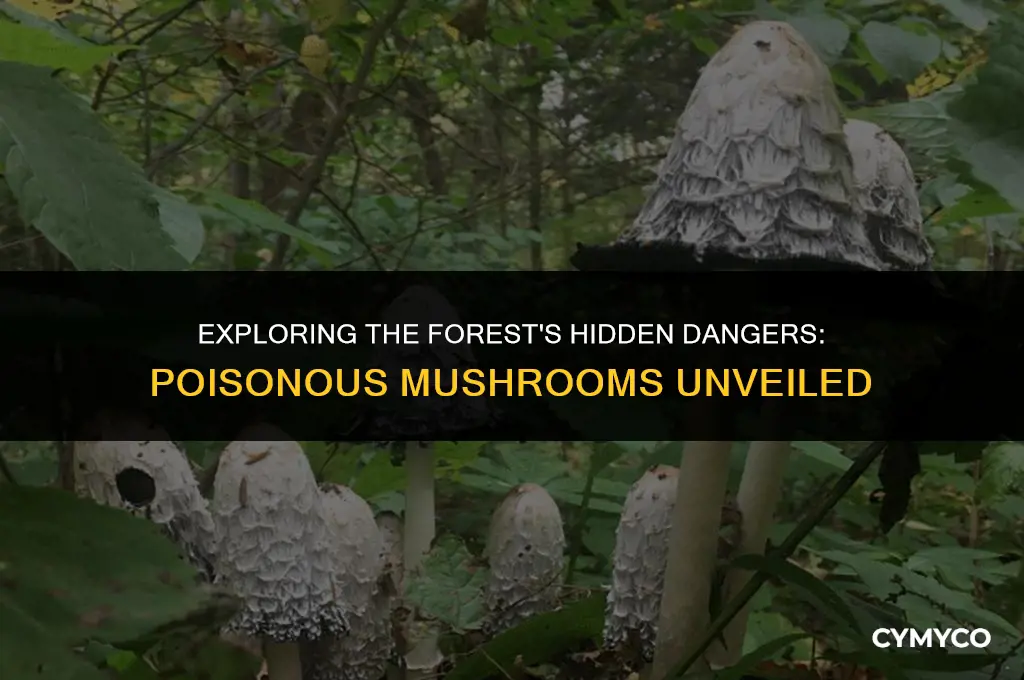 are there any poisonous mushrooms