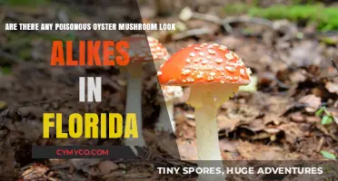 Florida's Foraging Fear: Poisonous Look-Alikes of Oyster Mushrooms