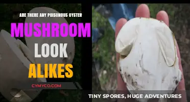 Identifying Safe Oyster Mushrooms: A Guide to Avoiding Poisonous Look-Alikes