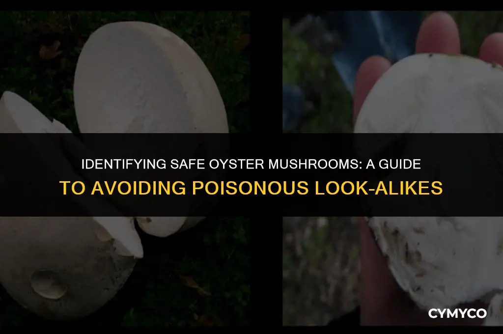 are there any poisonous oyster mushroom look alikes