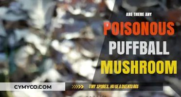 Toxic Puffballs: Unveiling the Poisonous Truth About These Mushrooms
