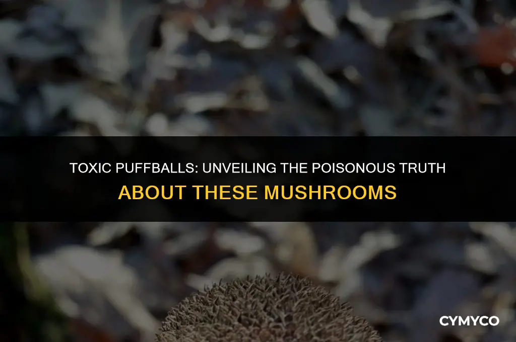are there any poisonous puffball mushrooms