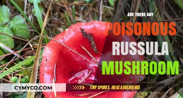 Are Russula Mushrooms Poisonous? Identifying Safe and Toxic Varieties